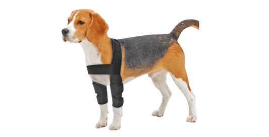 Cotoveleira Ortopédica para Cachorros: Utilidade no Pós-Operatório - Polideia