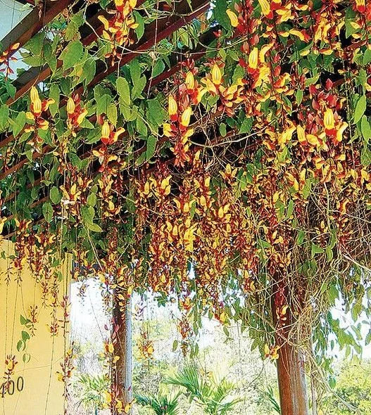 Como integrar cerca viva e telas de sombreamento na decoração de varandas e jardins?