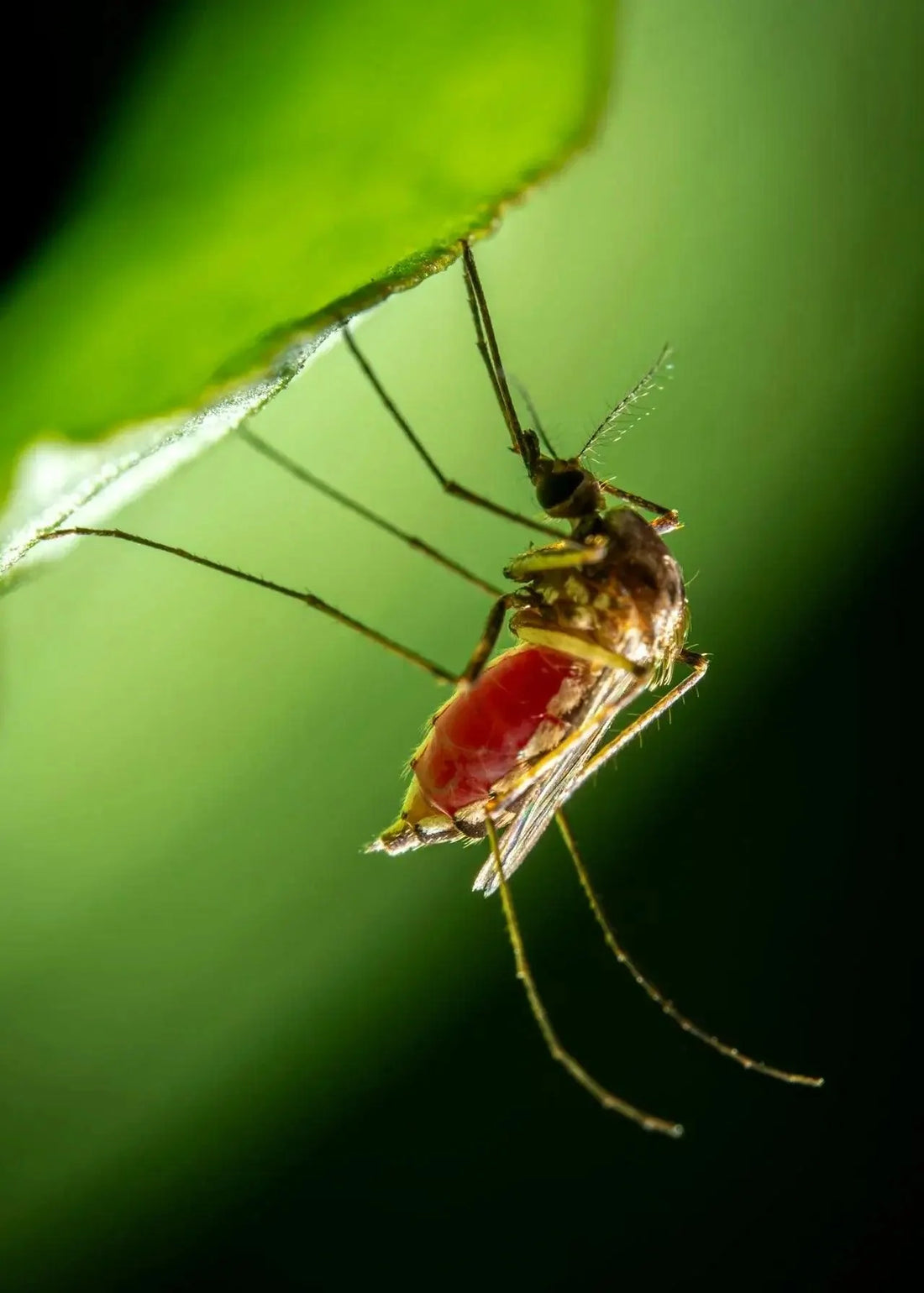 repelente contra mosquito