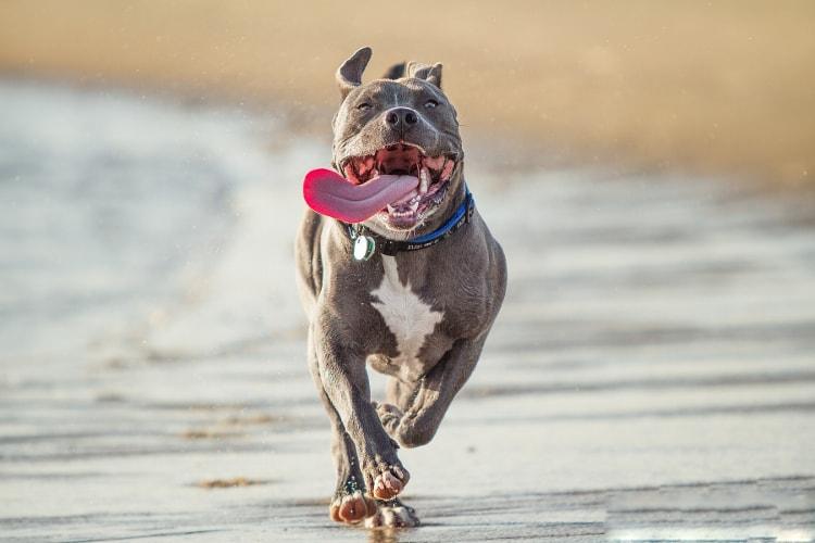Tem um Cão PitBull? Você precisa saber disso - Polideia