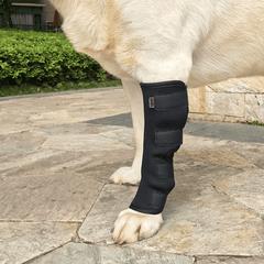 Um cachorro deitado em uma cama com um protetor de jarrete azul no calcanhar.