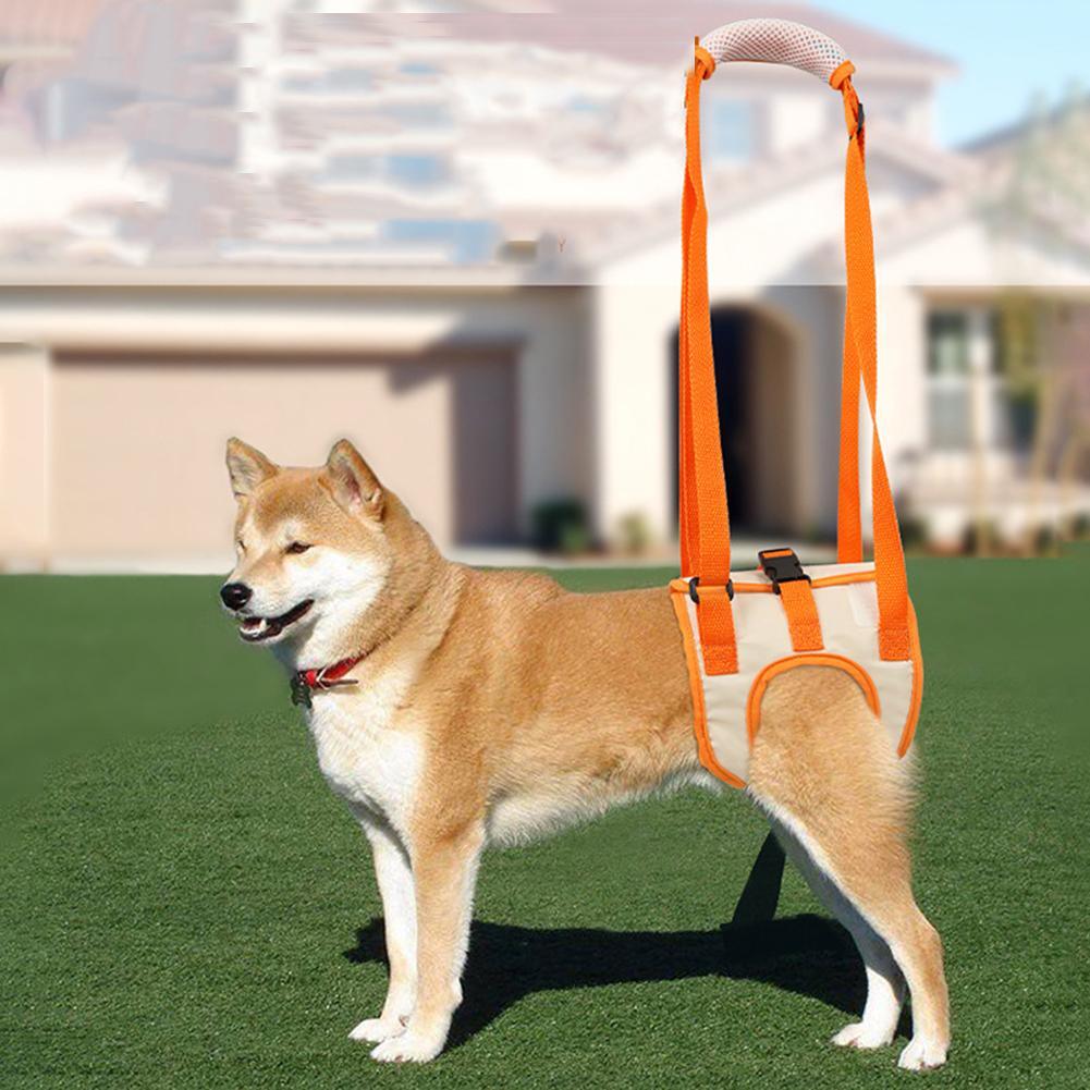 um cão usando um arnês vermelho que envolve suas patas traseiras e se conecta a uma alça acolchoada que o dono segura